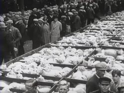 Sheep farming on Texel. Sheep grazing in a meadow, fleecing and sheep being sold on the market Stock Footage