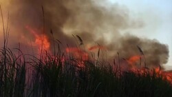 Sugar cane Fire Stock Footage
