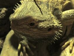 PAL: Bearded Dragon Stock Footage