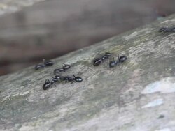 Ants Stock Footage