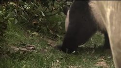 Pandas reacting well to new semi wild home News Clip