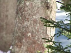 HD: Young spruce tree Stock Footage