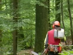 MS TS Lumberjack walking in forest / Zerf, Rhineland Palatinate, Germany Stock Footage