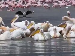 MS Group of pelecanus onocrotalus having bath at nakuru lake / National Park, Africa, Kenya   Stock Footage