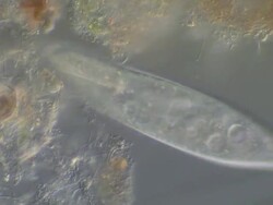 Paramecium moving around Stock Footage