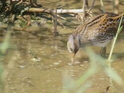 CU TS Shot of spotted crake (Porzana porzana) feeding on insects in shallow water / Maagan Michael, Carmel Coast, Israel Stock Footage