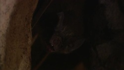 A vampire bat peers beyond a cave wall in Belize. Stock Footage