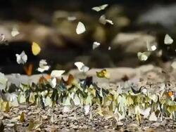 butterfly fly in  nature. Stock Footage
