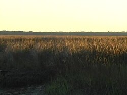 marsh grass Stock Footage