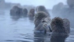 HD VDO: Snow Monkey Stock Footage