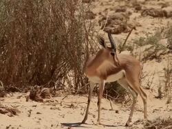  Dorcas Gazelle (Gazella dorcas)  Stock Footage