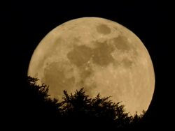 full moon rising behind trees Stock Footage