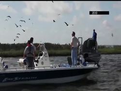 Two years after the Gulf of Mexico oil spill, offshore islands still clamor with birds, but birders say there aren''t as many as before and the islands themselves are simply washing away. News Clip