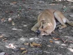 Brown dog sleeping. Stock Footage
