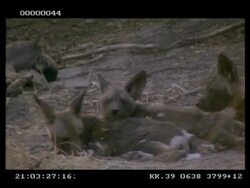 Wild dog, Lycaon picta, pups lying around on dusty ground, MS, Botswana Stock Footage