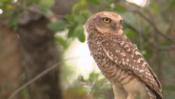 A spotted owl perches on a branch. Stock Footage