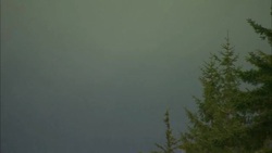 Light snow falls and heavy fog obscures an evergreen forest. Stock Footage