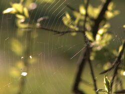 lovely shots of springs in switzerland Stock Footage