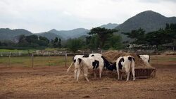 Cow eating grass in field Stock Footage