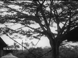 1953: DRAMATIZATION: Two small explosions in jungle, LA WS Special Constables (SCs) firing w/ barbed wire FG, rubber estate manager Tony Hooper at barbed wire, walking toward & into house, SOT talking on telephone, telling what happened, go check. Instructional Video
