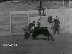 1965: BRAIN EXPERIMENTS: VS Young fighting bull entering ring, Dr. Jose Delgado of Yale University implanting electrodes into bull's brain, VS Recovered bull working out in ring, Dr. Delgado w/ transmitter, bull backing up, turning, stopping charge Instructional Video
