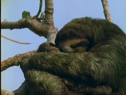 Three-toed Sloth, CU sloth with baby dozing in tree; green algae visible in fur, Panama Stock Footage