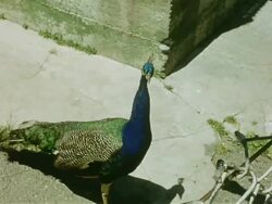 San Francisco's Zoological Gardens Stock Footage