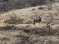 Greater Kudu (Tragelaphus strepsiceros), Groot Berg, Namibia Stock Footage