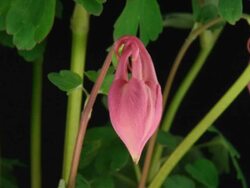 European Columbine blooming over black Stock Footage