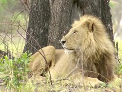 MS Shot of Male lion resting at base of tree and observing surroundings / Okavango Delta, North West District, Botswana Stock Footage