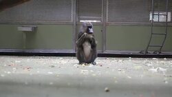 Monkey Sitting in a zoo Stock Footage