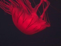 Red on black jellyfish 9 Stock Footage
