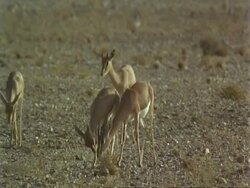 MS Arabian gazelles, Gazella arabica, feeding in desert, Jiddat al Harasis desert, Oman Stock Footage