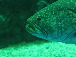 Giant fish underwater Stock Footage