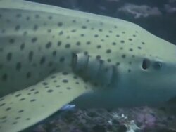 Zebra / Leopard Shark Stock Footage