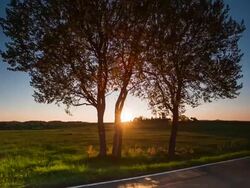 CRANE DOWN: Sunrise behind Tree Stock Footage