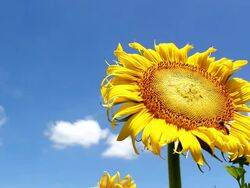 sunflower and a bee Stock Footage