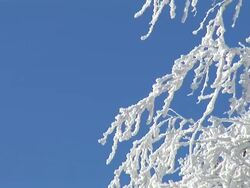 HD: White bough Stock Footage