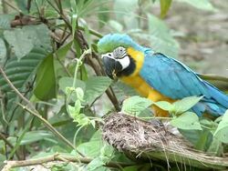 WS View of Blue and yellow Macaw [Ara ararauna] eating fruit / Peruvian Amazon, Peru Stock Footage
