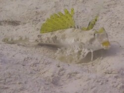 Fingered Dragonet Stock Footage
