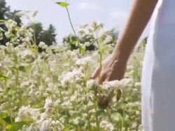 HD: Woman Walking Through Field Of Flowers Stock Footage