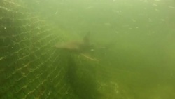 Conservation efforts to save sharks off Bali News Clip