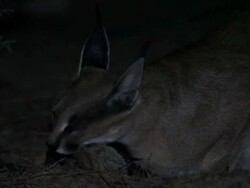 caracal  (Caracal caracal) hunting a rodent Stock Footage