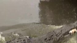 A submerged crocodile surfaces and bites dangling meat in Florida. Stock Footage