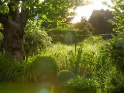 CRANE UP: Back Lit Garden Stock Footage
