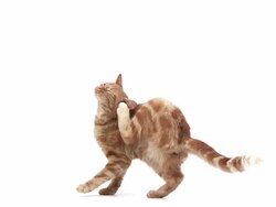 MS SLO MO Red tabby domestic cat scratching / Vieux, Normandy, France     Stock Footage