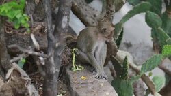 Monkeys (HD 1080) Stock Footage