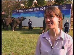 Eight elephants create giant painting to set Guinness Record News Clip