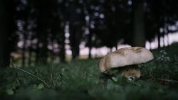 Picking Mushroom Stock Footage