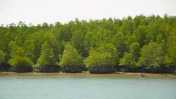 panning : Mangrove islands in low tide Stock Footage